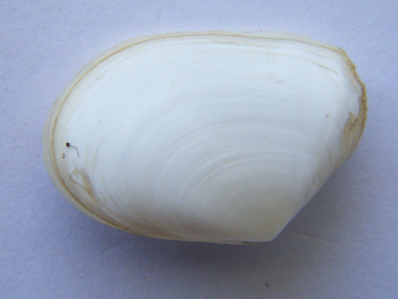 Bivalve3  Macoma cumana,